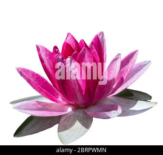 Fleur rose de nénuphars, Nymphea lotus, Nymphea sp. Hort., isolée sur fond blanc. Nénuphars Nymphaea sp. Hort., dans l'étang Banque D'Images