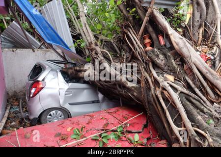 Kolkata, Inde. 21 mai 2020. Une voiture a été effondrée sous un arbre banyan pendant la tempête cyclonique « Amphan ». Au moins 72 personnes ont perdu la vie au Bengale occidental à cause du cyclone Amphan, selon les médias locaux rapportés. Les pluies et les vents violents ont également causé des dommages considérables aux cultures et aux infrastructures à Odisha. La connectivité et l'alimentation Internet sont restées un défi après le cyclone. Une équipe du ministère de l'intérieur de l'Union se rendra dans les États pour évaluer les dommages causés par le cyclone. (Photo de Satyajit Shaw/Pacific Press) crédit: Pacific Press Agency/Alay Live News Banque D'Images