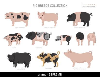 Collection de races de porcs 1. Ensemble animaux de ferme. Conception plate. Illustration vectorielle Illustration de Vecteur