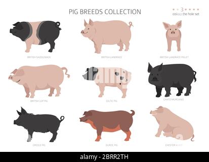 Collection de races de porcs 3. Ensemble animaux de ferme. Conception plate. Illustration vectorielle Illustration de Vecteur