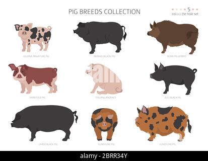 Collection de races de porcs 5. Ensemble animaux de ferme. Conception plate. Illustration vectorielle Illustration de Vecteur