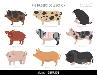 Collection de races de porcs 7. Ensemble animaux de ferme. Conception plate. Illustration vectorielle Illustration de Vecteur