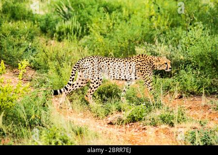 Cheetah marcher dans la savane du Parc de Samburu dans le centre du Kenya Banque D'Images