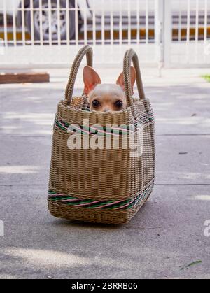 Petit chien chihuahua femelle braque sa tête de l'intérieur sac de shopping à l'entrée de la maison Banque D'Images