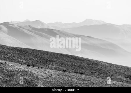 Certains chevaux silhouettes sur le dessus de la montagne Subasio, sur une mer de brume, le remplissage de la vallée de l'Ombrie Banque D'Images