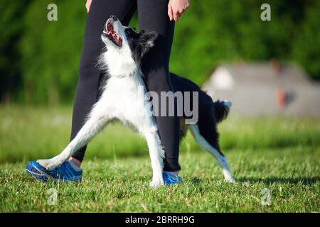 Border Collie chiot pendant l'entraînement d'obéissance à l'extérieur Banque D'Images