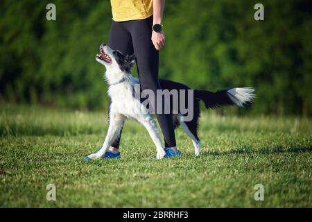 Border Collie chiot pendant l'entraînement d'obéissance à l'extérieur Banque D'Images