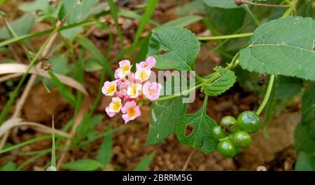 belle lantana fleurie colorée plante de camara dans le jardin Banque D'Images