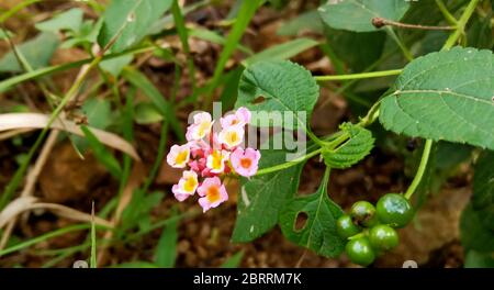 belle lantana fleurie colorée plante de camara dans le jardin Banque D'Images