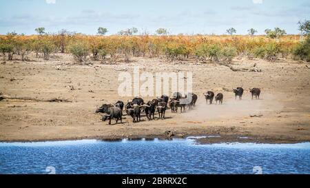 Troupeau de buffles africains qui se coure à boire au bord du lac dans le parc national Kruger, Afrique du Sud ; famille de bovidae de Specie Syncerus caffer Banque D'Images