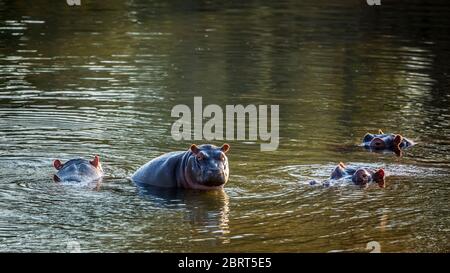 Hippopotame famlily dans l'eau dans le parc national Kruger, Afrique du Sud ; espèce Hippopotamus amphibius famille des Hippopotamidae Banque D'Images