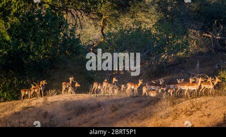 Grand groupe d'impalas communs à l'aube dans le parc national Kruger, Afrique du Sud ; famille de Bovidae de espèce Aepyceros melampus Banque D'Images