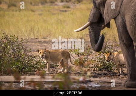 Éléphant de brousse africain et deux lioness au même étang d'eau dans le parc national Kruger, Afrique du Sud ; famille de spécimens Loxodonta africana d'Elephantidae Banque D'Images