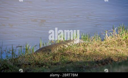 Surveillance du Nil de Big marche sur le bord de la rivière dans le parc national Kruger, Afrique du Sud ; famille de Varanidae de espèce Varanus niloticus Banque D'Images