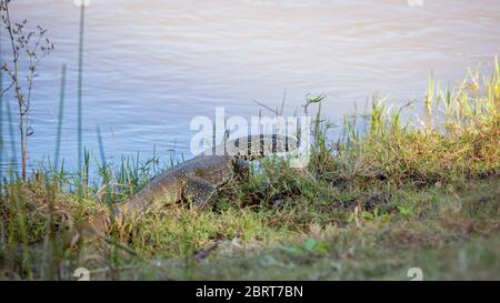 Surveillance du Nil de Big marche sur le bord de la rivière dans le parc national Kruger, Afrique du Sud ; famille de Varanidae de espèce Varanus niloticus Banque D'Images