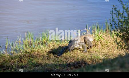 Surveillance du Nil de Big marche sur le bord de la rivière dans le parc national Kruger, Afrique du Sud ; famille de Varanidae de espèce Varanus niloticus Banque D'Images