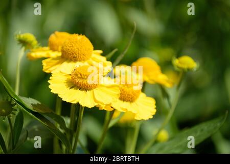 Heelenium Butterpat, éternuement 'Butterpat'. Synonymes Helenium Autumnale 'Butterpat' Banque D'Images