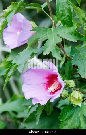 Fleurs roses de Hibiscus Resi demi standard. Également connu sous le nom de Shrubby Mallow, Rose Mallow et Rose de Sharon Banque D'Images