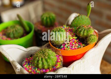 groupe cactus - petits cactus dans des pots de près Banque D'Images