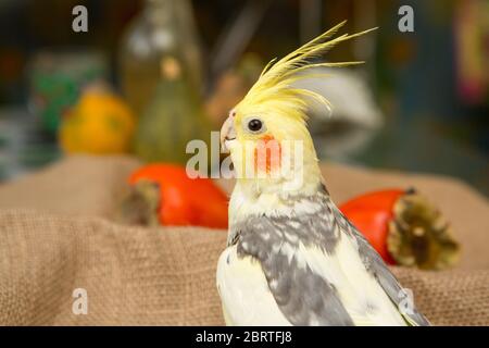 Corella parrot avec joues rouges et de longues plumes Banque D'Images