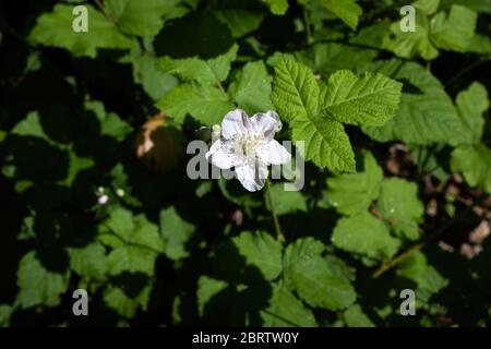 Une fleur unique de blackberry européen - Rubus fruticosus, fleur blanche fortement contrastée avec fond vert foncé, France Banque D'Images