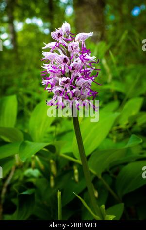 Une seule tête de fleur d'orchidée singe - Orcis simia, fleurs blanches et violettes contrastant avec un fond vert foncé flou, France Banque D'Images