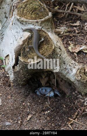 Scinque des Seychelles (Trachylepis sechellensis) sur une souche d'arbre et un crabe des terres bleues (Cardisoma guanhumi) dans le sol Banque D'Images