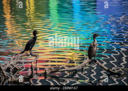 Les couleurs arc-en-ciel du kiosque se reflètent dans l'eau du lac Eola, Orlando, Floride Banque D'Images