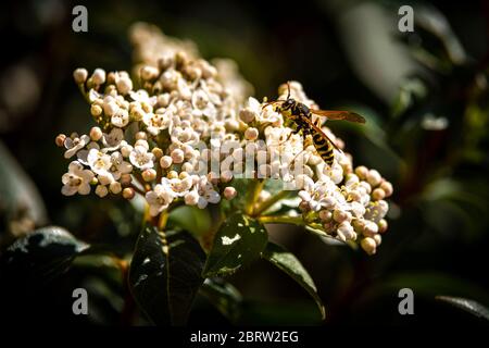 Moraillon sur la fleur de viburnum pendant la pollinisation Banque D'Images