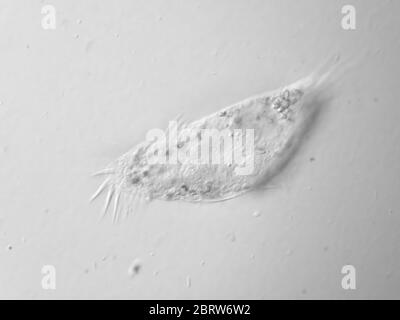 Un ciliate d'un échantillon d'eau sous le microscope, champ de vision est d'environ 121 microns de large Banque D'Images