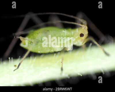 Pucerons verts se nourrissant sur une plante, photo sous le microscope Banque D'Images