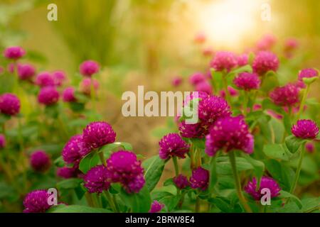 Gomphrena globosa (globe amaranth, Bachelor's Button, makhmali, vacadamalli). Fleur pourpre de forme ronde dans le jardin tropical avec lumière du soleil du matin. Banque D'Images