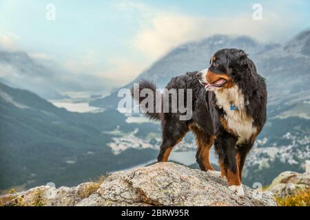 Bouvier Bernois mâle en face de la vallée de l''Engadine, Muottas Muragl. La Suisse Banque D'Images
