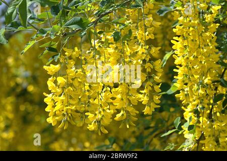 21 mai 2020, Schleswig-Holstein, Schleswig: Le saignement d'un laburnum dans un jardin du Schleswig. Ordre: Papillon-like (Fabales), famille: Légume (Fabaceae), sous-famille: Papillon (Fabiodeae), genre: Laburnum | usage dans le monde entier Banque D'Images