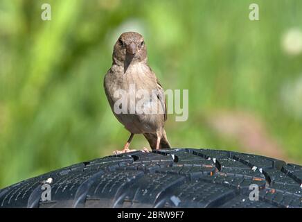 Schleswig, Allemagne. 19 mai 2020. 19.05.2020, Schleswig, une femme parrow de maison (Passer domesticus) est assise sur un vieux pneu de voiture. Ordre: Sparrowbird (Passeriformes), subordination: Songbird (Passeri), superfamille: PasseroIdea, famille: Sparrow (Passeridae), genre: Passer, espèce: Sparrow House | usage dans le monde crédit: dpa/Alay Live News Banque D'Images
