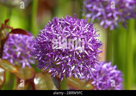 Schleswig, Allemagne. 21 mai 2020. 06/02/2019, gros plan de la boule de sang d'un poireau d'ornement, le poireau géant Allium globemaster dans un lit urbain au Schleswig. Ordre: Asperges (Asparages), famille: Amarylliswax (Amaryllidaceae), sous-famille: Leekwax (Allioideae), Tribus: Allieae, genre: Leek (Allium), espèce: Leek géant | usage dans le monde crédit: dpa/Alay Live News Banque D'Images
