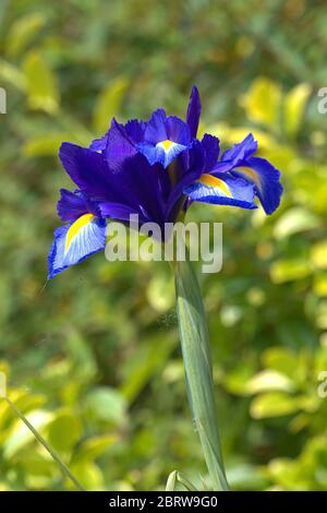 21 mai 2020, Schleswig, détail d'un iris hollandais en fleurs (Iris × hollandica hort.) Dans un jardin au Schleswig en mai. Ordre: Asparages (Asparages), famille: cire d'iris (Iridaceae), genre: iris (Iris), espèce: Iris hollandais | usage dans le monde entier Banque D'Images