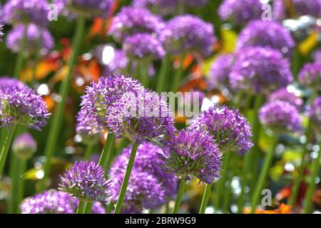 Schleswig, Allemagne. 21 mai 2020. 06/02/2019, gros plan de la boule de sang d'un poireau d'ornement, le poireau géant Allium globemaster dans un lit urbain au Schleswig. Ordre: Asperges (Asparages), famille: Amarylliswax (Amaryllidaceae), sous-famille: Leekwax (Allioideae), Tribus: Allieae, genre: Leek (Allium), espèce: Leek géant | usage dans le monde crédit: dpa/Alay Live News Banque D'Images