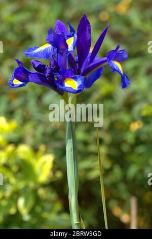 21 mai 2020, Schleswig, détail d'un iris hollandais en fleurs (Iris × hollandica hort.) Dans un jardin au Schleswig en mai. Ordre: Asparages (Asparages), famille: cire d'iris (Iridaceae), genre: iris (Iris), espèce: Iris hollandais | usage dans le monde entier Banque D'Images