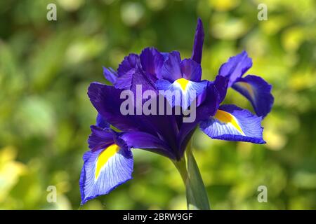 21 mai 2020, Schleswig, détail d'un iris hollandais en fleurs (Iris × hollandica hort.) Dans un jardin au Schleswig en mai. Ordre: Asparages (Asparages), famille: cire d'iris (Iridaceae), genre: iris (Iris), espèce: Iris hollandais | usage dans le monde entier Banque D'Images