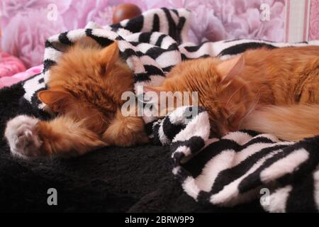 deux chats moelleux de couleur orange vif dorment doux pour se câlin pour se réchauffer Banque D'Images