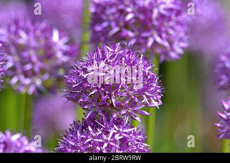 Schleswig, Allemagne. 21 mai 2020. 06/02/2019, gros plan de la boule de sang d'un poireau d'ornement, le poireau géant Allium globemaster dans un lit urbain au Schleswig. Ordre: Asperges (Asparages), famille: Amarylliswax (Amaryllidaceae), sous-famille: Leekwax (Allioideae), Tribus: Allieae, genre: Leek (Allium), espèce: Leek géant | usage dans le monde crédit: dpa/Alay Live News Banque D'Images