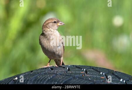 Schleswig, Allemagne. 19 mai 2020. 19.05.2020, Schleswig, une femme parrow de maison (Passer domesticus) est assise sur un vieux pneu de voiture. Ordre: Sparrowbird (Passeriformes), subordination: Songbird (Passeri), superfamille: PasseroIdea, famille: Sparrow (Passeridae), genre: Passer, espèce: Sparrow House | usage dans le monde crédit: dpa/Alay Live News Banque D'Images