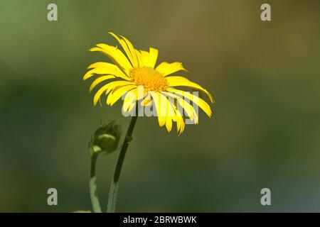 19 mai 2020, Schleswig-Holstein, Schleswig : la fleur d'une Marguerite jaune (Leucanthemum) dans le jardin biblique du monastère Saint Johannes au Schleswig. Asterides, Euasterides II, ordre: Asterales, famille: Korbplutler (Asteraceae), sous-famille: Asteroideae, genre: Marguerites | usage dans le monde entier Banque D'Images