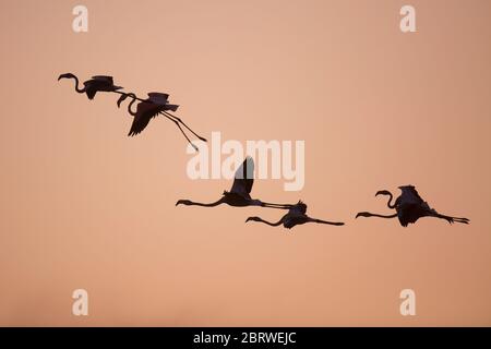 Un troupeau de Flamingo plus grand (Phoenicopterus roseus) en vol silhoueté au coucher du soleil. Photographié à la réserve naturelle d'Ein Afek, Israël, en octobre Banque D'Images