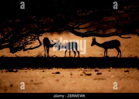 3 dorcas gazelles (Gazella dorcas) silhouetées au coucher du soleil sous un acacia. La gazelle des dorcas (Gazella dorcas), également connue sous le nom de gazelle d'ariel, Banque D'Images