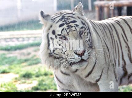 Tigre blanc Panthera tigris grand prédateur de chat. Zoo Eskiltuna, Suède Banque D'Images