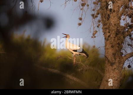 Ciconie blanche (Ciconia ciconia) s'engageant dans une exposition de vaisseau d'audience. Les cigognes blanches vivent dans des zones humides, des savanes, des prairies et des champs agricoles. Pendant le petit déjeuner Banque D'Images