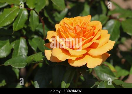 Belle fleur d'orange sur une rose sous le soleil d'été Banque D'Images