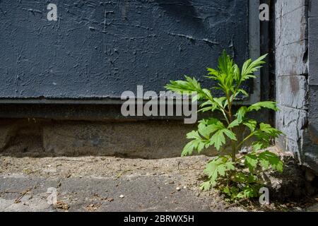 Une petite plante isolée contre un mur en béton peint foncé. Thème environnemental, la plante fait son chemin de la base du mur à travers l'asphalte et Banque D'Images